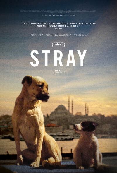 stray film 2021.